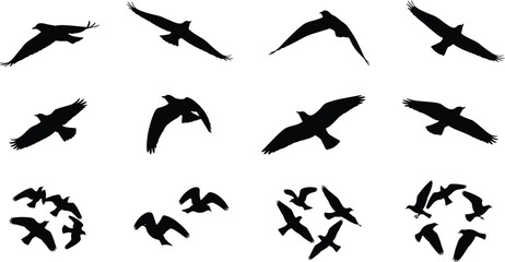 Flying bird silhouettes set, wild geese and ducks in flight vector illustration, flock migration wildlife isolated black shapes © Amit World