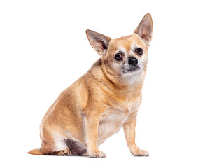 Cute tan Chihuahua sitting on white background, small toy dog with big expressive eyes and upright ears posing calmly for studio pet portrait

