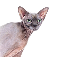 Elegant Sphynx cat with big green eyes posing on white background, hairless feline portrait showing unique wrinkles and expressive face

