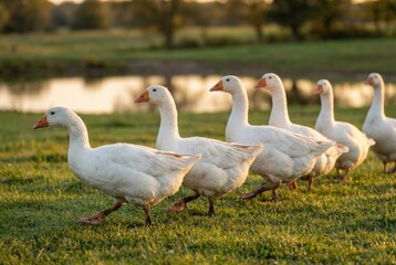 Obraz premium A flock of white geese walks in a line across a grassy field at sunset
