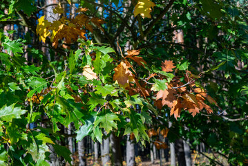 Liście dębu © Grzegorz