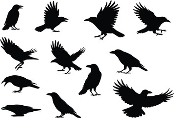 Obraz premium Black Crow and Raven Silhouettes Vector Set Featuring Various Flying Perching and Standing Bird Poses Isolated on White Background for Wildlife and Nature Design