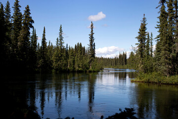Green trees around creek in interior Alaska