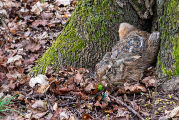 ukrywający się zając © Grzegorz