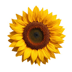 Fototapeta premium Bright Yellow Sunflower Showcases Its Petals and Seeds Under Natural Light