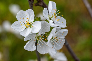 kwiat wiśni © Grzegorz