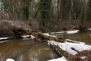 Niewielka, nieuregulowana rzeka w czasie zimowych roztopów. W wodzie widoczne są pnie powalonych drzew. Przy brzegach są tafle lodu. Brzegi pozbawione są śniegu. © boguslavus