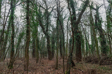 Liściasty las w zimowy, bezśnieżny dzień. Ziemię pokrywa warstwa brązowych, martwych liści. Pnie drzew oplątane są pędami wysokiego bluszczu posiadającego w koronach drzew zielone liście. © boguslavus