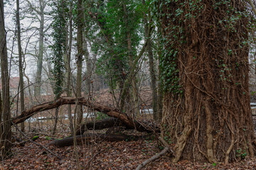 Liściasty las w zimowy, bezśnieżny dzień. Ziemię pokrywa warstwa brązowych, martwych liści. Pnie drzew oplątane są pędami wysokiego bluszczu posiadającego w koronach drzew zielone liście. © boguslavus
