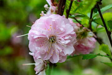 Obraz premium kwiat ozdobny