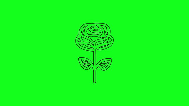 Red Rose Blooming Animated Icon, Romantic Flower Petals Motion, 4K Green Screen