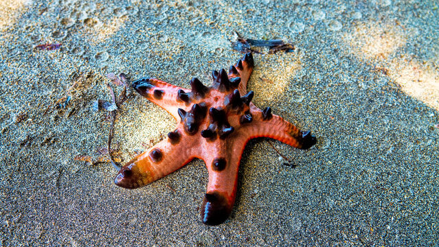 Horned starfish, chocolate star Protoreaster nodosus from the Sulawesi sea. The spikes are used to deter (shatter upon contact) possible predators. Sulawesi Island. Bottom view