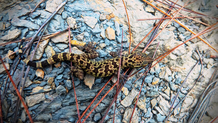 Obraz premium wonder gecko Goniurosaurus orientalis in stones. Mountain cloudy forest, hylea in Malaysia, Borneo, hill Gunung Kinabalu