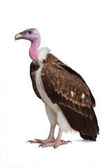 Obraz premium African white-backed vulture standing against white background