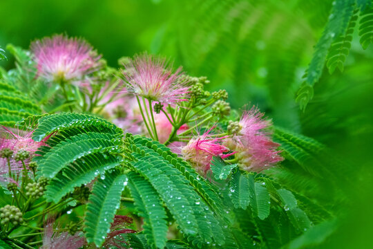 Pink siris, silk tree acacia (Albizia julibrissin) during the flowering period. A tree species introduced to the Crimea subtropics