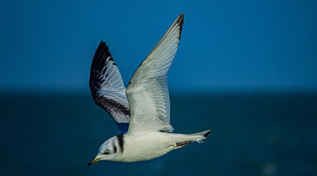 Young seagull Rissa tridactyla (first winter plumage) wintering on the Sea of Azov