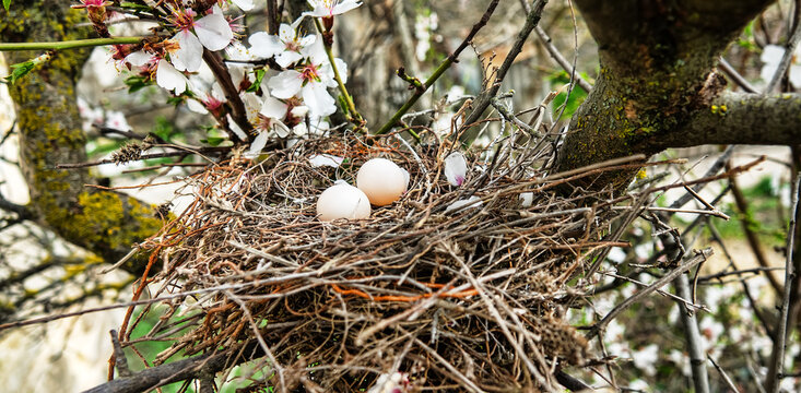 The collared turtle dove (Streptopelia decaocto) nest with two porcelain white eggs on a flowering bitter almond tree (Amygdalus communis). Crimea