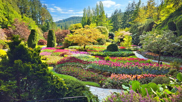 Beautiful landscape of the Butchart Gardens, Victoria, Canada. View of the colorful flowers of the sunken garden during springtime.