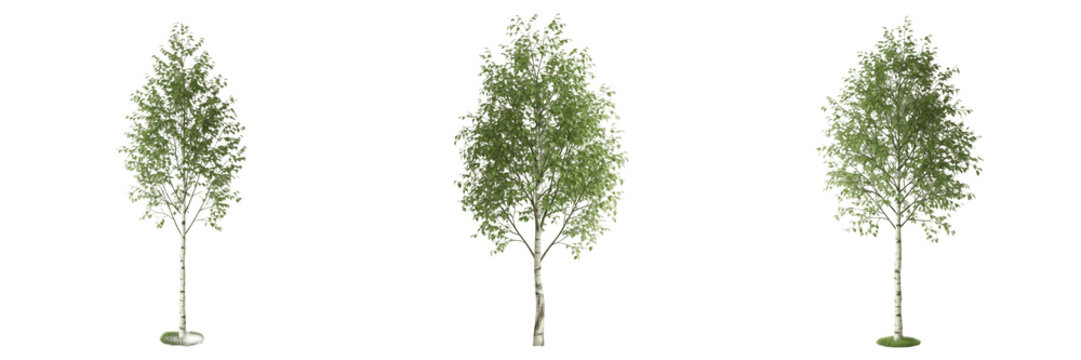 Birch tree isolated on white background, standing on white floor &ndash; Betula spp., white birch, silver birch, paper birch, temperate tree, ornamental birch, birch leaves, birch trunk, birch forest, birch