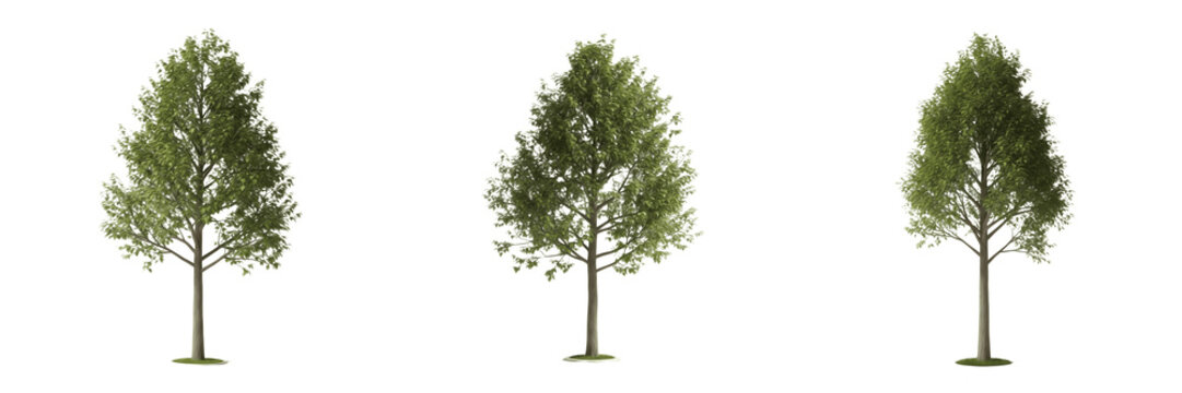 Poplar tree isolated on white background, standing on white floor &ndash; Populus spp., white poplar, Lombardy poplar, ornamental poplar, temperate tree, poplar leaves, poplar trunk, poplar forest, landscap