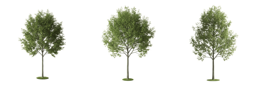 Elm tree isolated on white background, standing on white floor &ndash; Ulmus spp., American elm, European elm, ornamental elm, temperate tree, elm leaves, elm trunk, elm forest tree, landscaping elm, elm