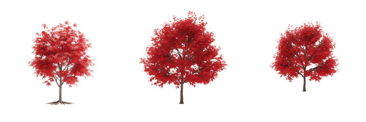 Red maple tree isolated on white background, standing on white floor &ndash; Acer rubrum, temperate red maple, ornamental maple, garden red maple, red leaves tree, maple trunk, temperate tree, red foliage