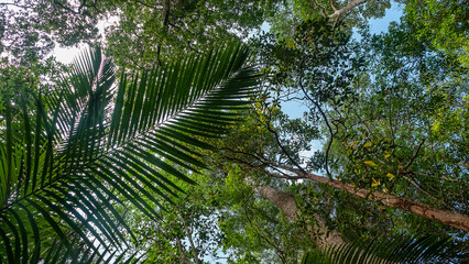 Fototapeta premium Dendrology. Dipterocarp tropical forests of Malay Peninsula dry hills, Indochina. Sap-trunked (standard) unbranched trees, powerful deciduous crowns, like Chengal tree Neobalanocarpus, Dryobalanops