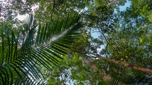 Dendrology. Dipterocarp tropical forests of Malay Peninsula dry hills, Indochina. Sap-trunked (standard) unbranched trees, powerful deciduous crowns, like Chengal tree Neobalanocarpus, Dryobalanops