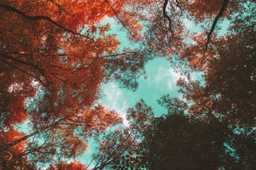 Looking Up at a Forest Canopy with Vibrant Autumn Foliage and a Teal Blue Sky