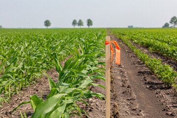 Surveying stake in farm field. Farmland property survey, boundary and utility easement concept. © JJ Gouin