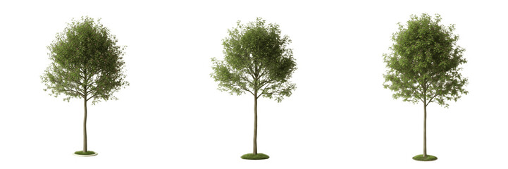 Hawthorn tree isolated on white background, standing on white floor – Crataegus spp., temperate hawthorn, ornamental hawthorn, red berry tree, garden hawthorn, hawthorn leaves, hawthorn trunk, hawthor © Tippu