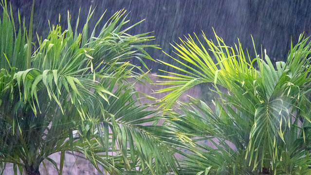 The monsoon period in Indonesia. Tropical rain (torrential downpour) and palm bushes. Java Island
