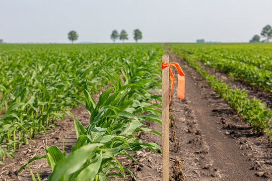 Surveying stake in farm field. Farmland property survey, boundary and utility easement concept.
