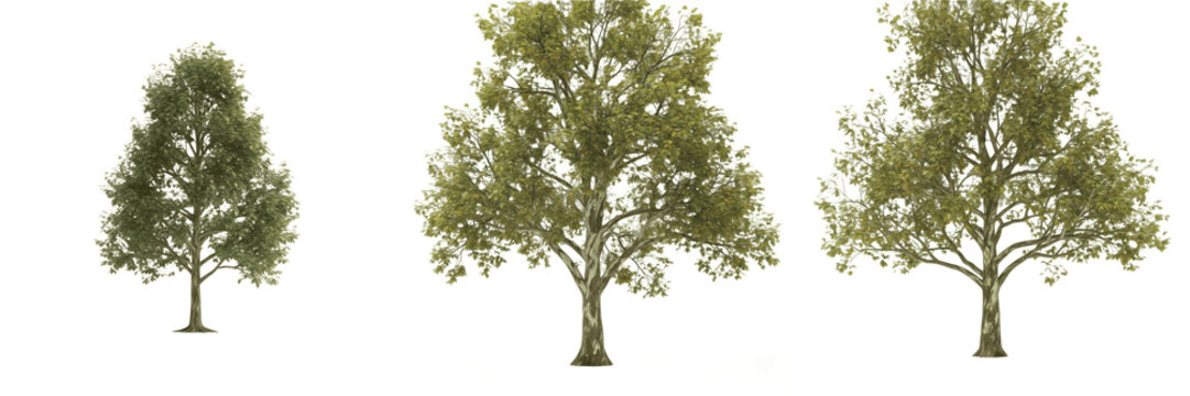 Sycamore tree isolated on white background, standing on white floor &ndash; Platanus spp., temperate sycamore, ornamental sycamore, deciduous tree, garden sycamore, sycamore leaves, sycamore trunk, sycamore