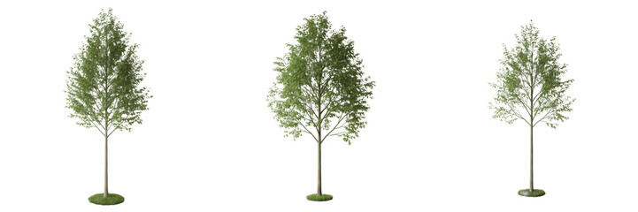 Obraz premium Alder tree isolated on white background, standing on white floor – Alnus spp., temperate alder, ornamental alder, deciduous tree, garden alder, alder leaves, alder trunk, alder tree photography