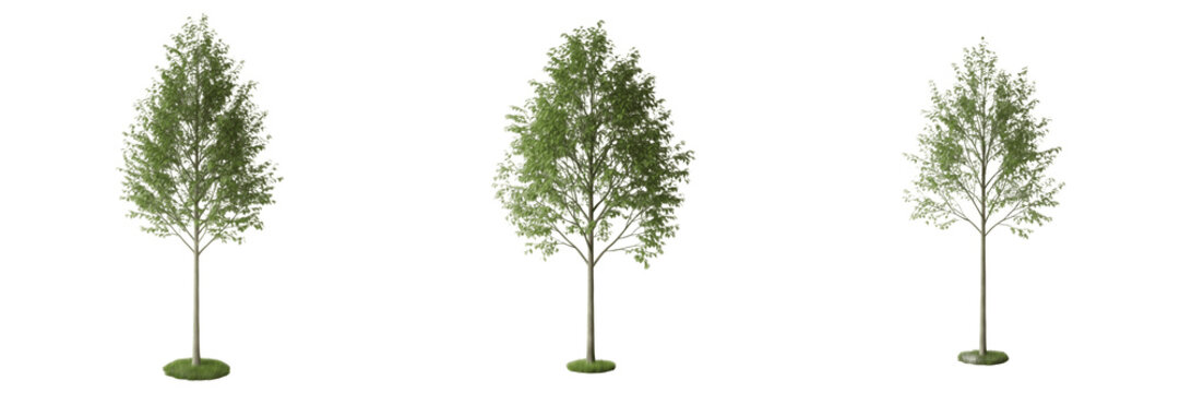 Alder tree isolated on white background, standing on white floor &ndash; Alnus spp., temperate alder, ornamental alder, deciduous tree, garden alder, alder leaves, alder trunk, alder tree photography