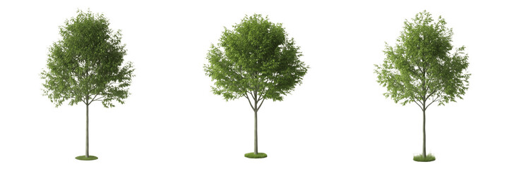 Fototapeta premium Hickory tree isolated on white background, standing on white floor – Carya spp., temperate hickory, ornamental hickory, deciduous tree, garden hickory, hickory leaves, hickory trunk, hickory tree