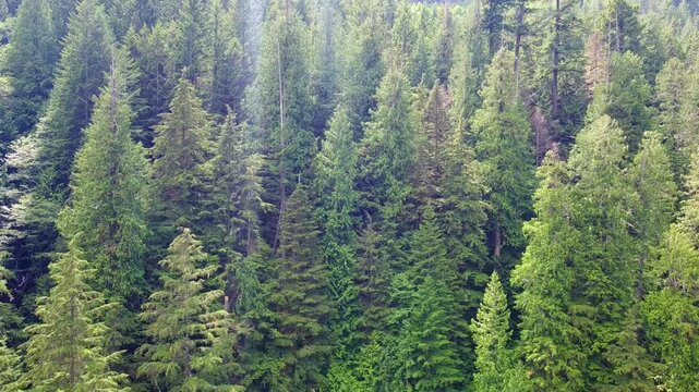 Western Red Cedar trees in a lush forest in British Columbia, Canada