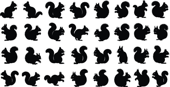 Collection of squirrel silhouette set, vector black squirrels in various poses, standing, jumping, sitting, wildlife animal icons for nature design projects.