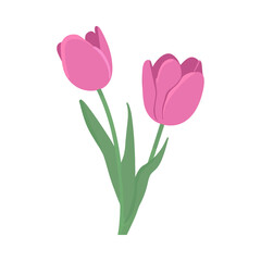 bouquet of pink tulips isolated on white
