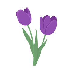 Purple tulips isolated on white