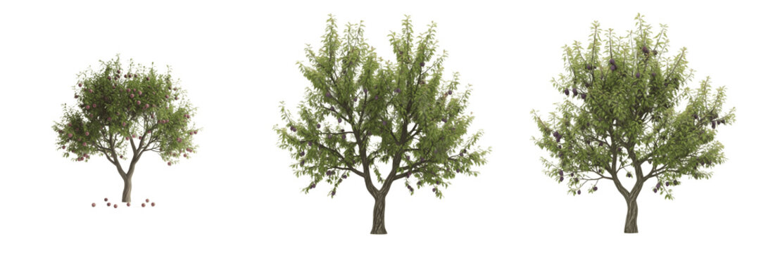 Plum tree isolated on white background, standing on white floor &ndash; Prunus domestica, temperate plum, ornamental plum tree, deciduous fruit tree, plum leaves, plum trunk, plum tree photography