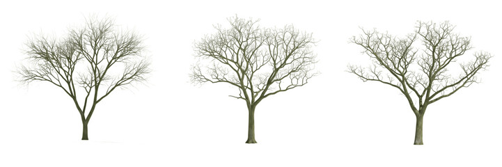 Obraz premium Palo verde tree isolated on white background, standing on white floor – Parkinsonia spp., desert palo verde, ornamental palo verde tree, arid tree, evergreen desert tree, palo verde leaves, palo verde