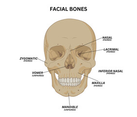 Facial Bones Anatomy Illustration – Human Skull Viscerocranium Structure Diagram © Dr Faiz