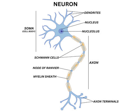 Neuron Structure Anatomy Illustration &ndash; Nerve Cell Diagram with Axon, Dendrites and Synapse