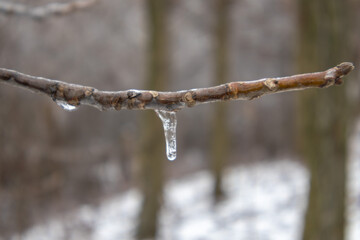 Icicle Hanging from Tree Branch - Winter Frost Close Up