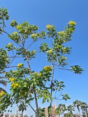 yellow tree on blue sky