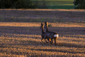 Roe deer standing in golden evening light during peaceful summer field. Wild roe deer pause in harvested field at sunset, calm rural wildlife scene symbolizing nature, freedom, and harmony.