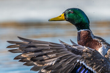 Male mallard duck flaps its wings after a bath.