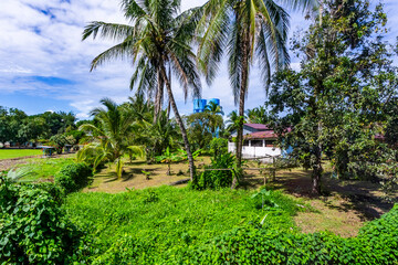 Palm trees on the farm property in agriculture area in Costa Rica